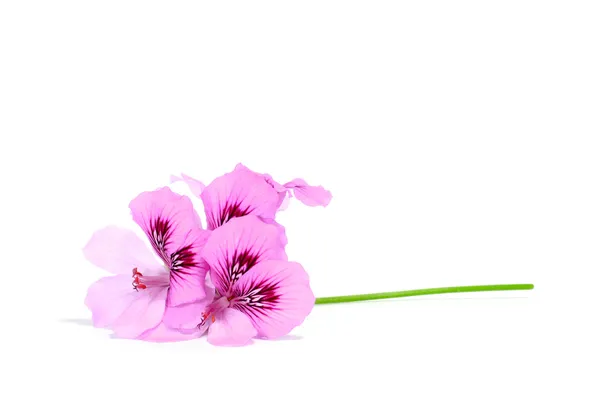 Violette bloemen — Stockfoto