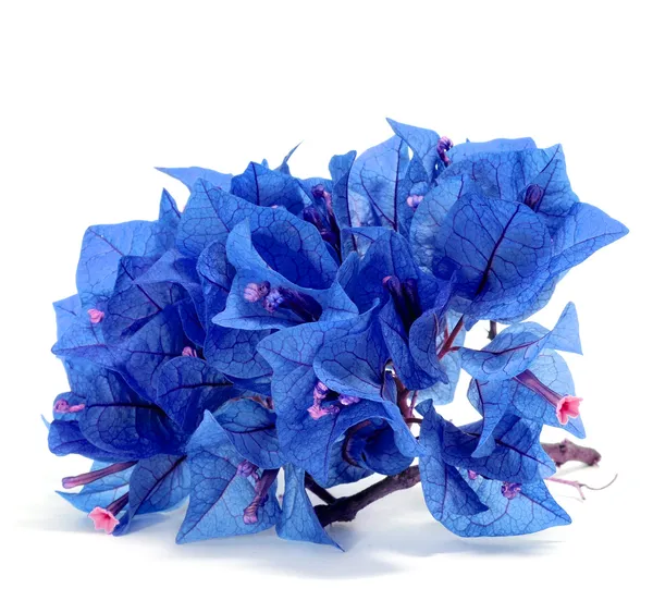 Bouganvillea blu — Foto Stock