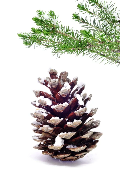 Cono de pino nevado — Foto de Stock
