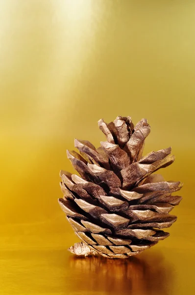 Cono de pino — Foto de Stock