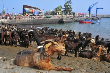 Traditional Bath Goats Feast in Puerto de la Cruz, Tenerife, Can clipart