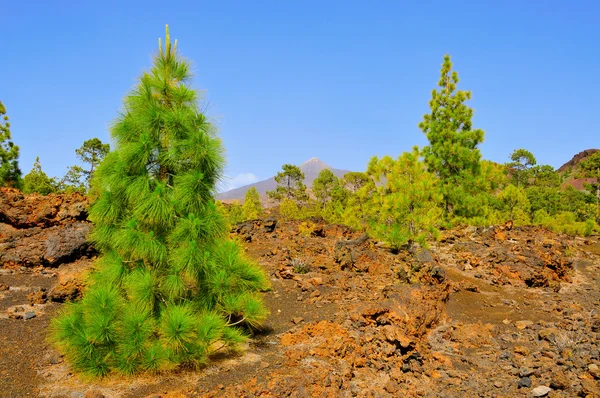 Pinheiro no Parque Nacional Teide, Tenerife, Ilhas Canárias, Spa — Fotografia de Stock