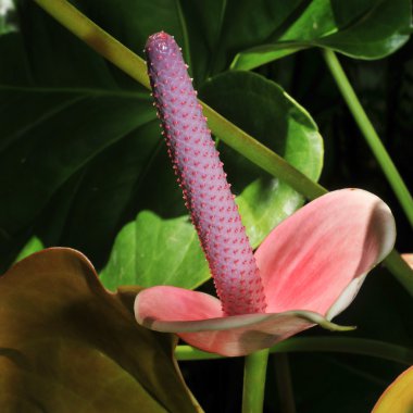 Anthurium önümüzdeki