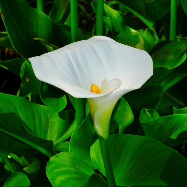 Lily of the Nile — Zdjęcie stockowe