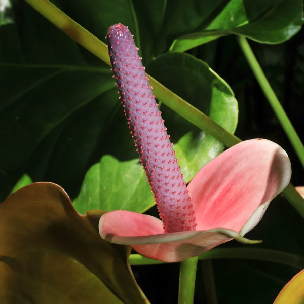 stock image Anthurium Inflorescence