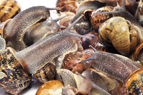 땅 달팽이 — 스톡 사진