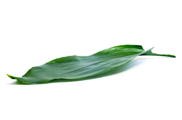 Uzun yaprak — Stok fotoğraf
