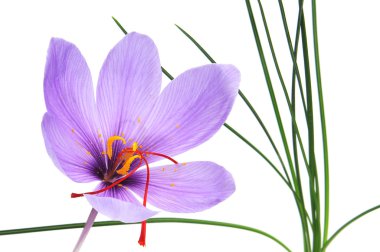 Saffron flower clipart