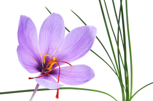Šafrán květ — Stock fotografie