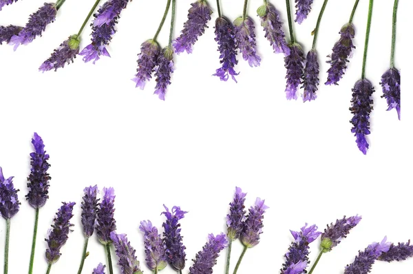Lavendelrahmen — Stockfoto