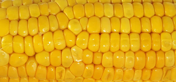 Cooked corncob — Stock Photo, Image