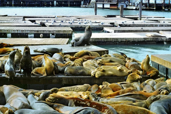 stock image California sea lions on Pier 39 in San Francisco, United States