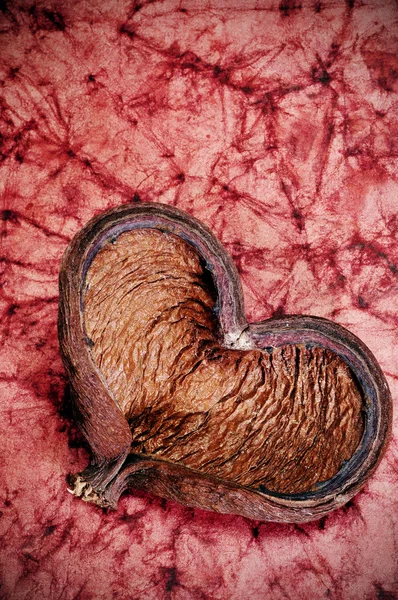 Kalp şeklinde kabuğu — Stok fotoğraf
