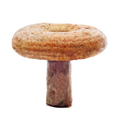 Rovellon, typical autumn mushroom of Spain clipart