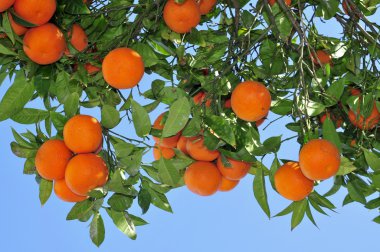 Orange tree clipart