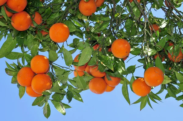 Pomerančovníku — Stock fotografie