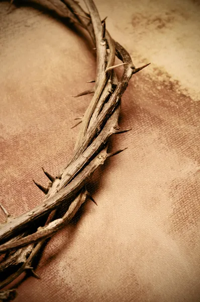 Колючий венец Иисуса Христа — стоковое фото
