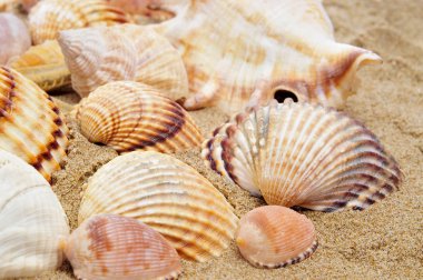 Seashells clipart