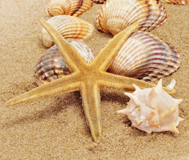 Seashells clipart