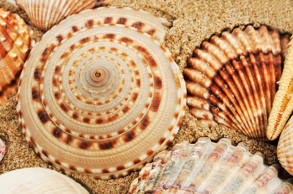 Una pila de conchas marinas — Foto de Stock