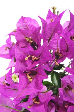 Bougainvillea çiçek