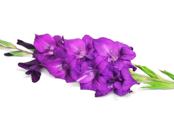 Violet gladiolen — Stockfoto