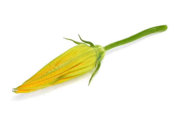 Кабачки квітка — стокове фото