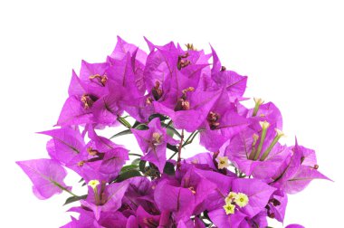 Bougainvillea clipart