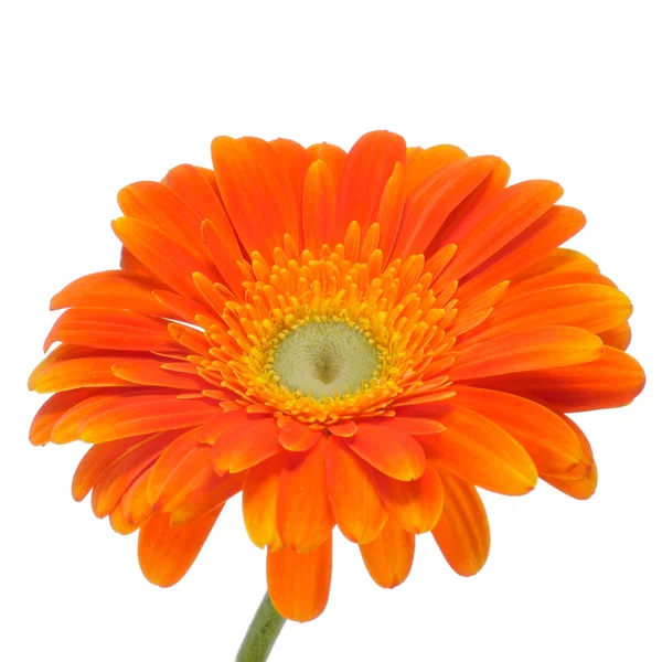 Gerbera daisy Stock Image