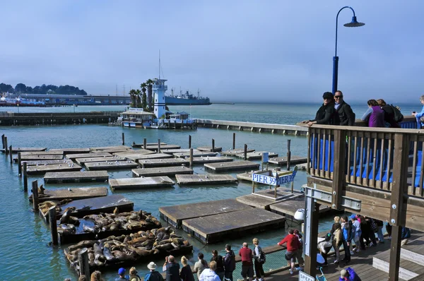 Kalifornische Seelöwen auf Pier 39 in San Francisco, Vereinigte Staaten — Stockfoto