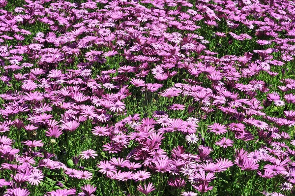 stock image Wild daisies