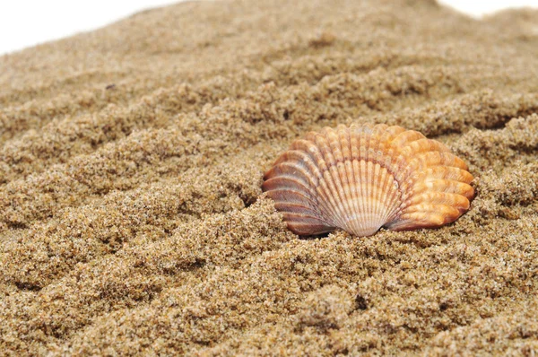 Coquillage sur le sable — Photo