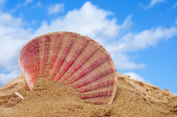 Kumdaki deniz kabuğu — Stok fotoğraf