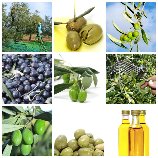 Collage raccolta olive — Foto Stock