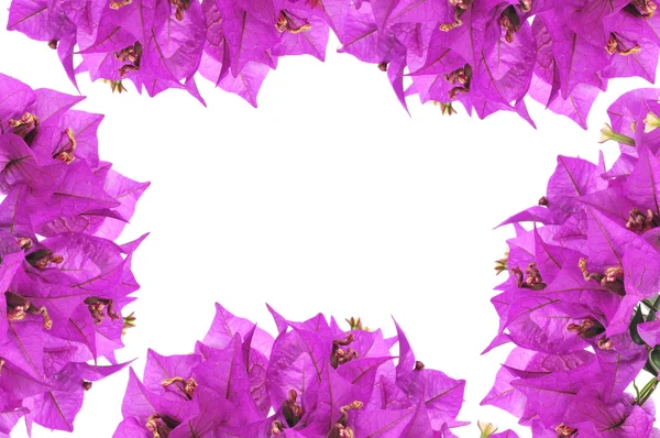 Bougainvillea moldura de flores — Fotografia de Stock