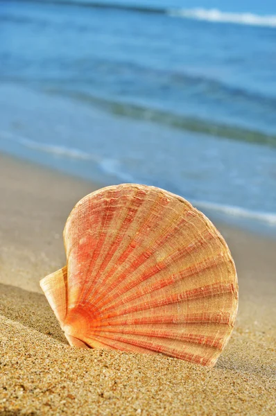海岸の貝殻は — ストック写真