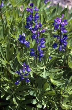 lupines