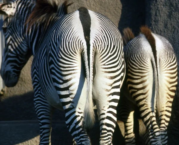 Dwie zebry — Zdjęcie stockowe