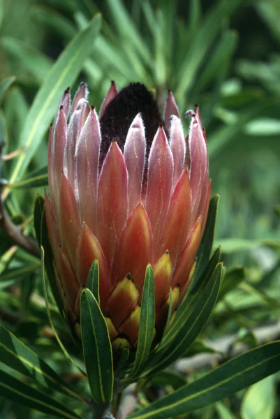 Protea