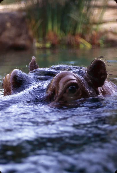 Hippo inb água — Fotografia de Stock