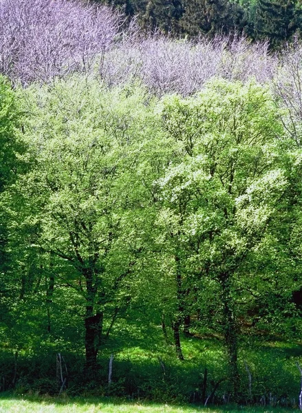 Primavera en el bosque —  Fotos de Stock