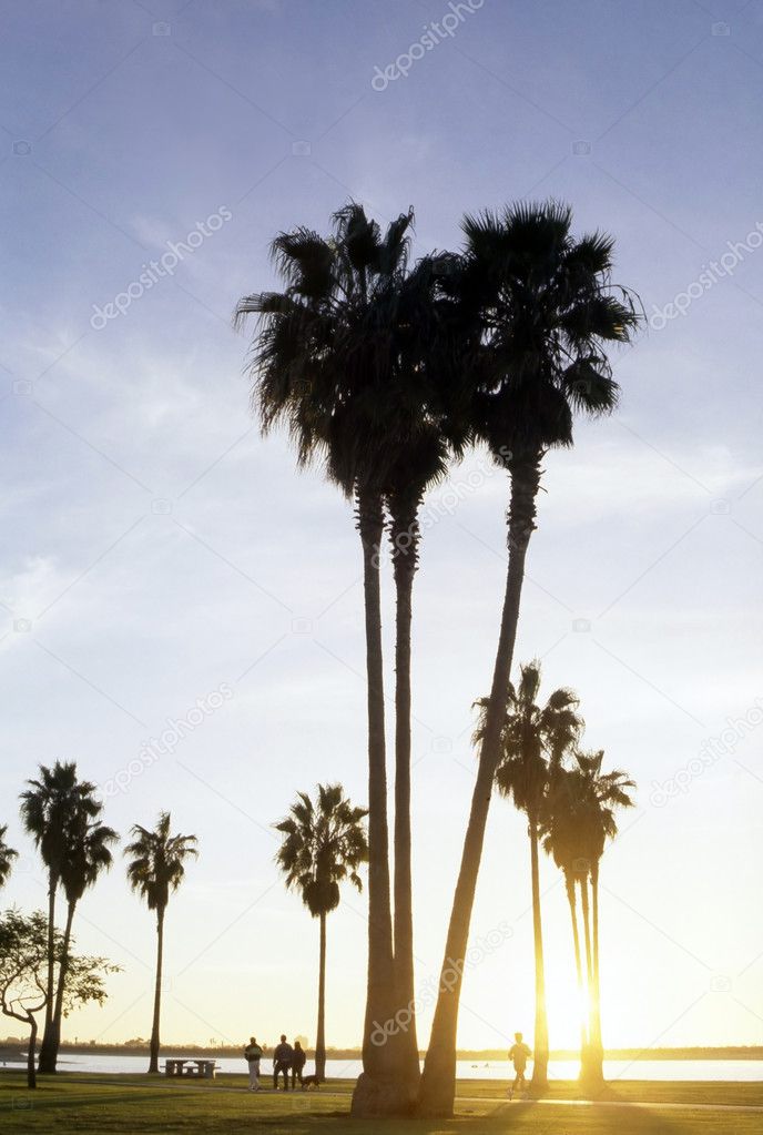 Park with palm trees