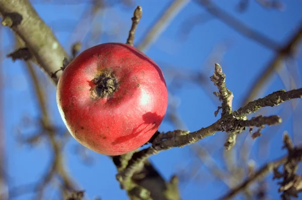 stock image The last apple