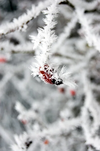Frosty plant — Stock Photo, Image