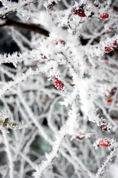 Frosty plant — Stock Photo, Image