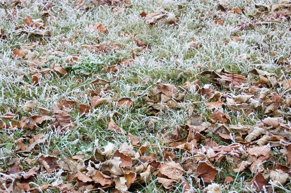 Frosty grass — Stock Photo, Image