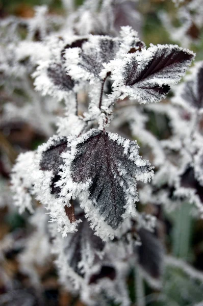 Ψυχρός φυτών — Φωτογραφία Αρχείου