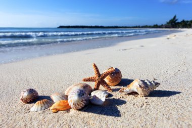 kabuklu deniz plaj