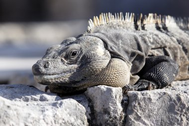 iguana portresi