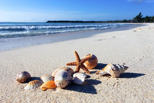 Skaldjur beach — Stockfoto